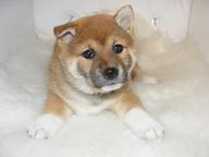 Top- Shiba Inu Welpen