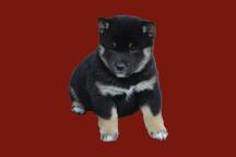 Top- Shiba Inu Welpen