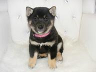 Top- Shiba Inu Welpen