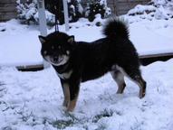 Top- Shiba Inu Welpen