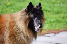 Tervueren Belgischer Schäferhund Welpe mit FCI-Dokumenten