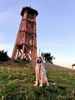 6 month old female English pointer