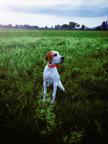 6 month old female English pointer