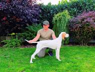 6 month old female English pointer
