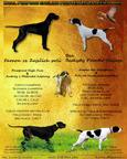 6 month old female English pointer