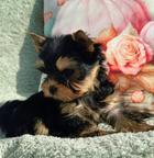 Yorkshire Terrier Rüde