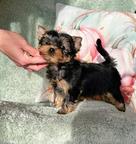Yorkshire Terrier Rüde