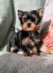 Yorkshire Terrier Rüde