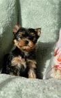 Yorkshire Terrier Rüde