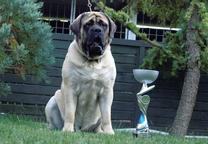 Englischer Mastiff