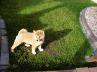 Top- Shiba Inu Welpe zu verkaufen