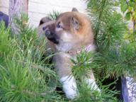 Top- Shiba Inu Welpen