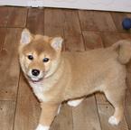 Top- Shiba Inu Welpe zu verkaufen