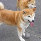 Top- Shiba Inu Welpen
