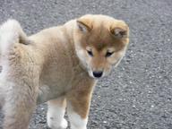 Top- Shiba Inu Welpe zu verkaufen
