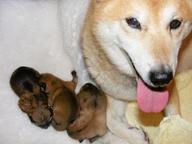 Top- Shiba Inu Welpen