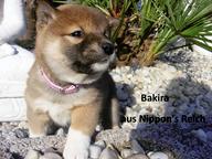Top- Shiba Inu Welpen