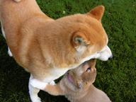 Top- Shiba Inu Welpe zu verkaufen