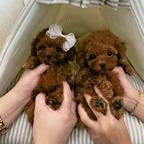 Zwei Teacup-Pudel-Welpen suchen eine neue Familiewhatsapp +48 735 445 662