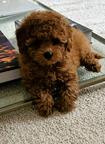 Zwei Teacup-Pudel-Welpen suchen eine neue Familiewhatsapp +48 735 445 662