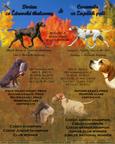 Englisch pointer Vorstehhund