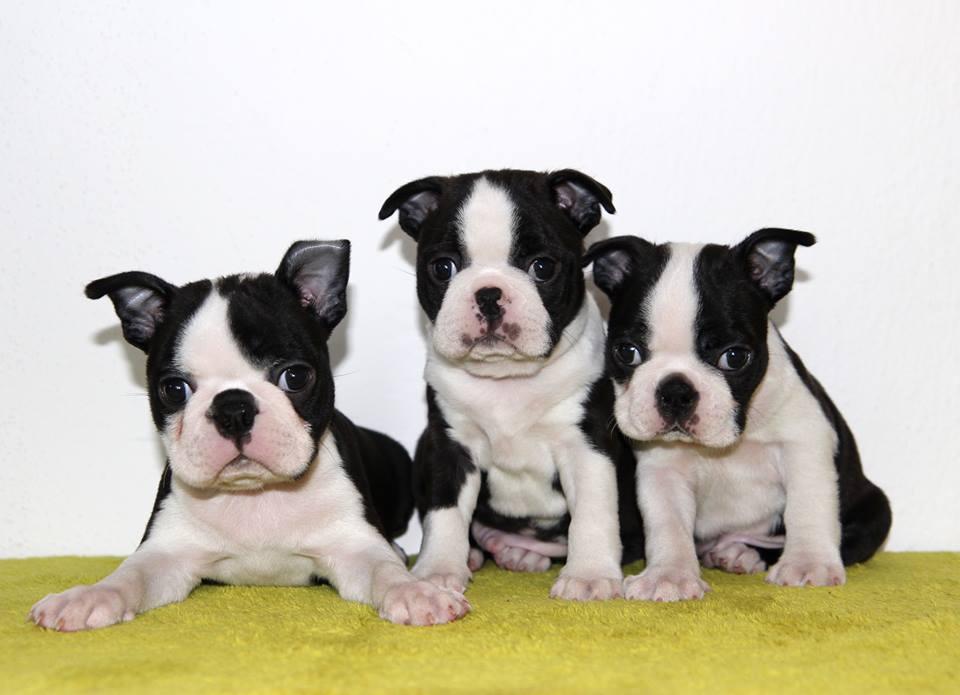 Boston terrier | Welpen zu kaufen | ch.DOGVA.com