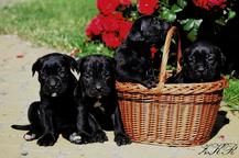Cane Corso puppies - black - Cane Corso Italiano (343)