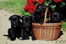 Cane Corso puppies - black - Cane Corso Italiano (343) Cane Corso puppies - black - Cane Corso Italiano (343)