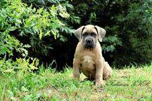Cane Corso welpen Farbe Formentino - Cane Corso Italiano (343) Cane Corso welpen Farbe Formentino - Cane Corso Italiano (343)