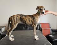 WHIPPET Welpe MÄDCHEN mit VDH-FCI-WCD Papiere - Whippet (162) WHIPPET Welpe MÄDCHEN mit VDH-FCI-WCD Papiere - Whippet (162)