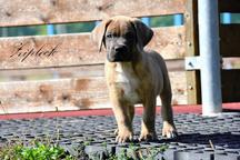 Cane Corso welpen FCI pedigree - Cane Corso Italiano (343) Cane Corso welpen FCI pedigree - Cane Corso Italiano (343)