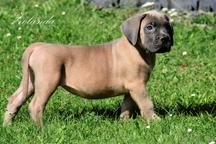 Cane Corso welpen FCI pedigree - Cane Corso Italiano (343) Cane Corso welpen FCI pedigree - Cane Corso Italiano (343)