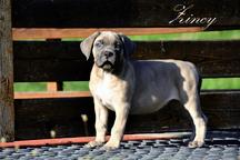Cane Corso welpen FCI pedigree - Cane Corso Italiano (343) Cane Corso welpen FCI pedigree - Cane Corso Italiano (343)