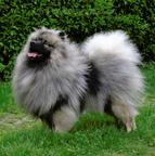 Wolfspitz / keeshond puppies for sale - pedigree FCI - Deutscher Spitz (097)
