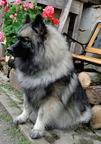 Wolfspitz / keeshond puppies for sale - pedigree FCI - Deutscher Spitz (097)
