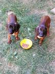 Bayerische Gebirgsschweishunde -verkaufe Hundchen - Bayrischer Gebirgsschweisshund (217)