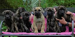 Boerboel welpen - Boerboel