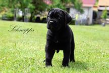 CANE CORSO Welpen mit FCI pedigree - Cane Corso Italiano (343) CANE CORSO Welpen mit FCI pedigree - Cane Corso Italiano (343)
