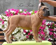 Cane Corso welpen Farbe Formentino - Cane Corso Italiano (343) Cane Corso welpen Farbe Formentino - Cane Corso Italiano (343)