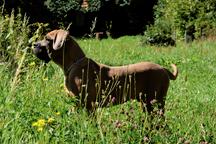 Cane Corso kleiner Hund - Italian Corso Dog (343) Cane Corso kleiner Hund - Italian Corso Dog (343)