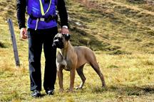 Cane Corso welpen FCI pedigree - Cane Corso Italiano (343) Cane Corso welpen FCI pedigree - Cane Corso Italiano (343)