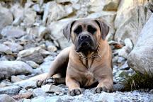 Cane Corso welpen FCI pedigree - Cane Corso Italiano (343) Cane Corso welpen FCI pedigree - Cane Corso Italiano (343)
