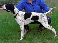 English pointer Wurferwartung B-Wurf Ende September 2020 - English Pointer (001) English pointer Wurferwartung B-Wurf Ende September 2020 - English Pointer (001)