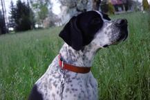 English pointer Wurferwartung B-Wurf Ende September 2020 - English Pointer (001) English pointer Wurferwartung B-Wurf Ende September 2020 - English Pointer (001)