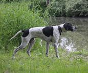 English pointer Wurferwartung B-Wurf Ende September 2020 - English Pointer (001) English pointer Wurferwartung B-Wurf Ende September 2020 - English Pointer (001)