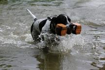 English pointer Wurferwartung B-Wurf Ende September 2020 - English Pointer (001) English pointer Wurferwartung B-Wurf Ende September 2020 - English Pointer (001)