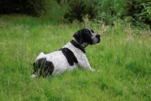 English pointer Wurferwartung B-Wurf Ende September 2020 - English Pointer (001) English pointer Wurferwartung B-Wurf Ende September 2020 - English Pointer (001)