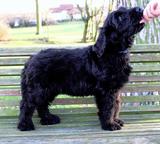 Briard - black puppies - Briard (113)