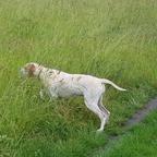 English pointer Wurferwartung B-Wurf Ende September 2020 - English Pointer (001) English pointer Wurferwartung B-Wurf Ende September 2020 - English Pointer (001)