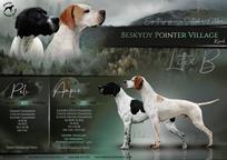 English pointer Wurferwartung B-Wurf Ende September 2020 - English Pointer (001) English pointer Wurferwartung B-Wurf Ende September 2020 - English Pointer (001)